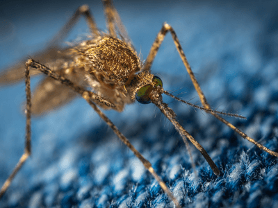 About Termite Treatment Broken Arrow - termite treatment experts in Broken Arrow